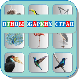 Карточки Логопеда Птицы жарких стран 120