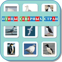 Карточки Логопеда Птицы Северных стран 121