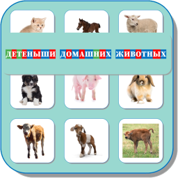 ДЕТЕНЫШИ ДОМАШНИХ ЖИВОТНЫХ 455