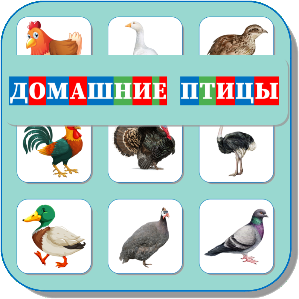 ДОМАШНИЕ ПТИЦЫ 460