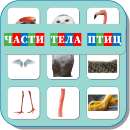 ЧАСТИ ТЕЛА ПТИЦ 461