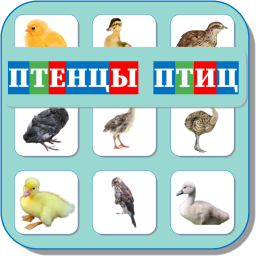 ПТЕНЦЫ ПТИЦ 462