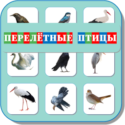 ПЕРЕЛЁТНЫЕ ПТИЦЫ 465