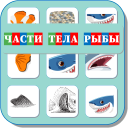 ЧАСТИ ТЕЛА РЫБЫ 472