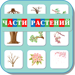 ЧАСТИ РАСТЕНИЙ 490