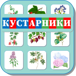 КУСТАРНИКИ 492