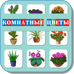 КОМНАТНЫЕ ЦВЕТЫ 493