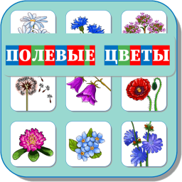 ПОЛЕВЫЕ ЦВЕТЫ 495